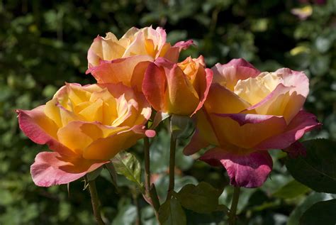 Wachstumszonen Für Hybrid Tea Roses